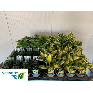 arr8 Host Ov Mixk 1 Kleur Per Tray