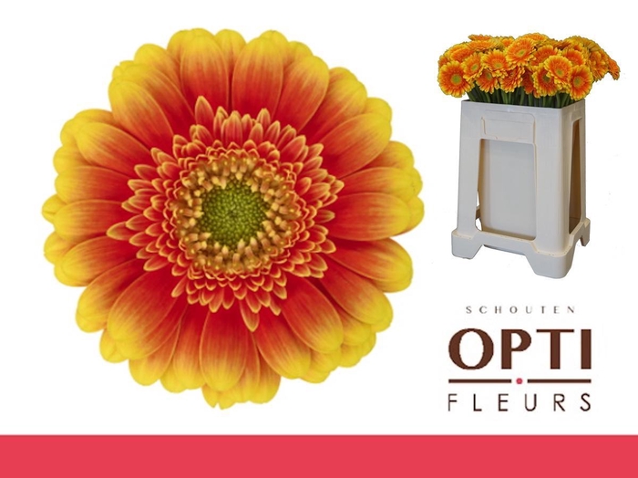 <h4>Germini Ariba  Water</h4>