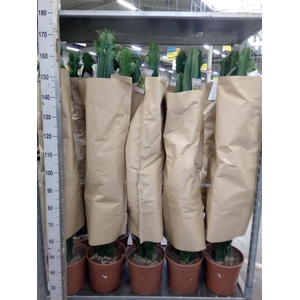 Euphorbia   ...