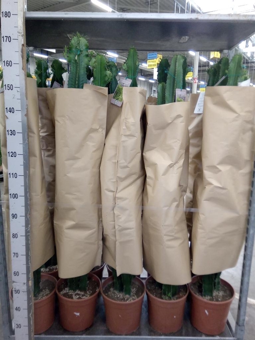 <h4>Euphorbia   ...</h4>