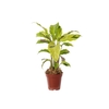CALATHEA YELLOW FUSION P12