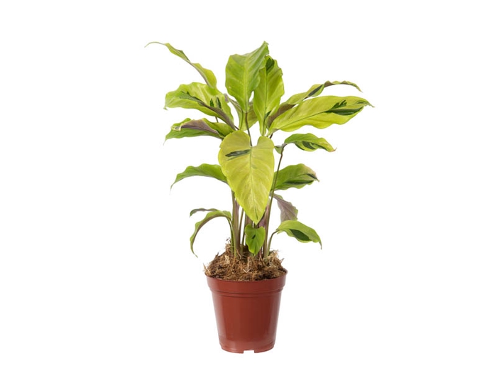 <h4>CALATHEA YELLOW FUSION P12</h4>