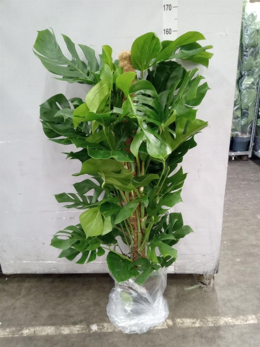 <h4>Monstera pertusum</h4>