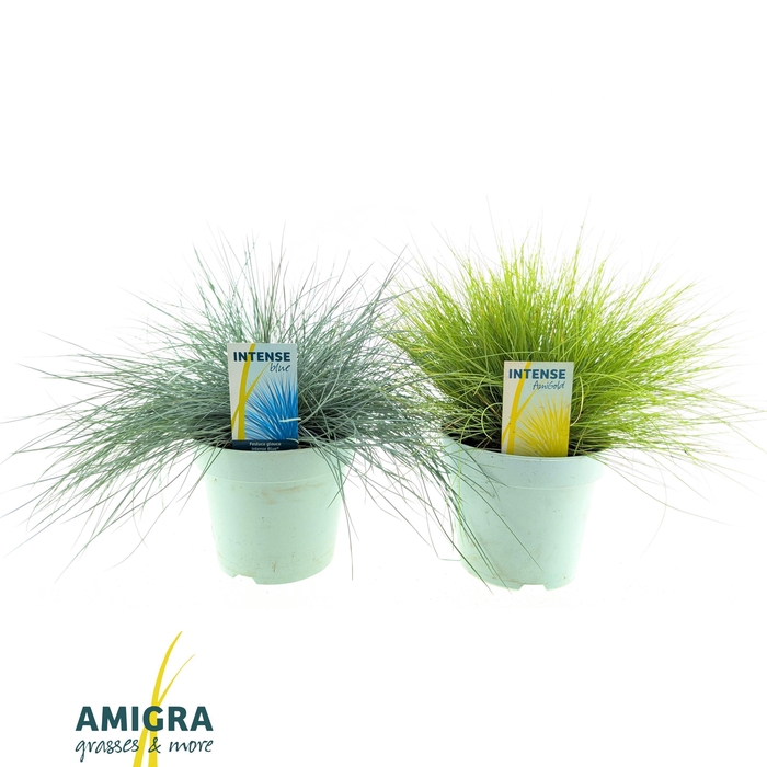 <h4>Festuca Mix P17</h4>
