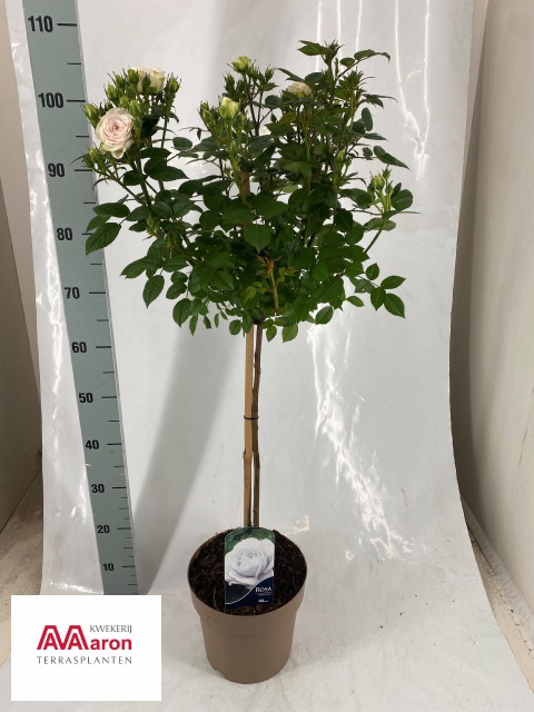 ROSA STEM WHITE P23 110CM