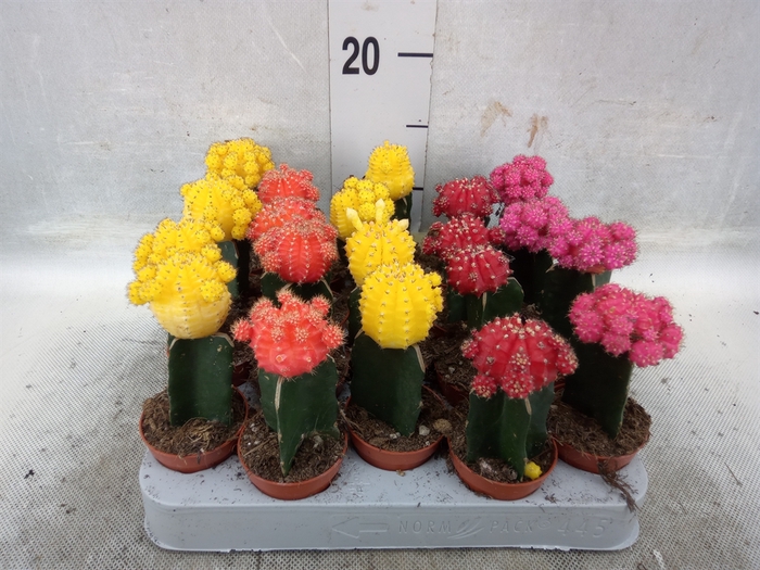 <h4>Gymnocalycium mihanov. 'Japan'  mix</h4>