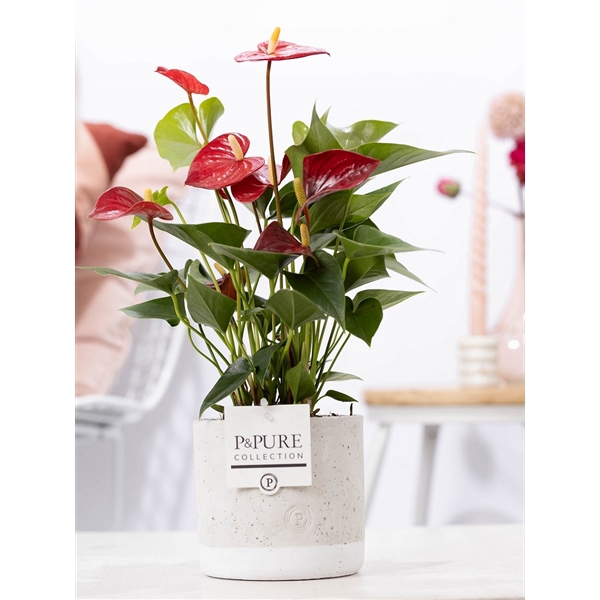 <h4>Anthurium red (Micra) in P&PURE Jade ceramics</h4>