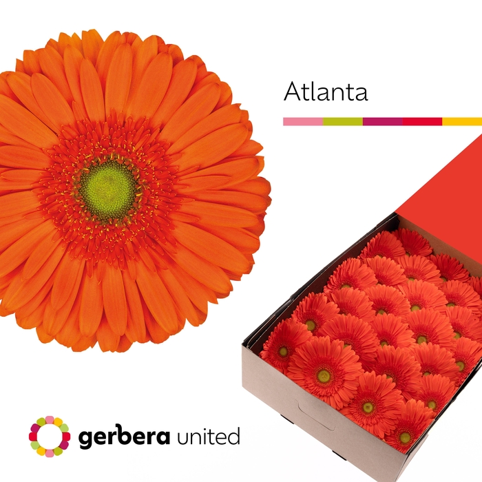 <h4>GE GR ATLANTA</h4>