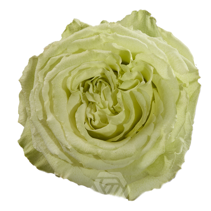<h4>R GR LIMONADA</h4>