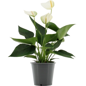 Anthurium Elido in transparant sleeve