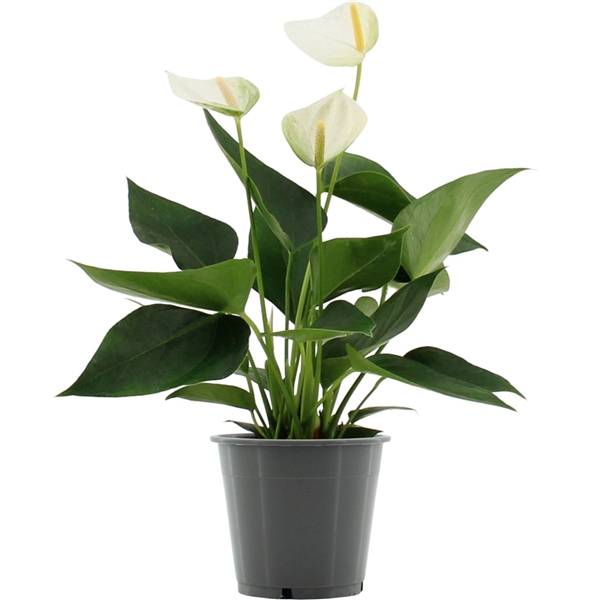 <h4>Anthurium Elido in transparant sleeve</h4>