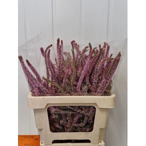 PSYLLIOSTACHYS SUWOROWII