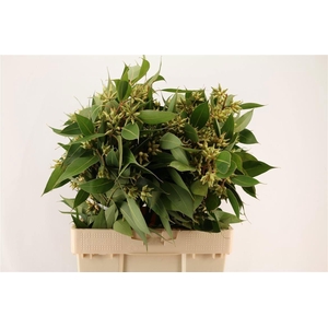 Euca Robusta Berry Fruits P Bunch