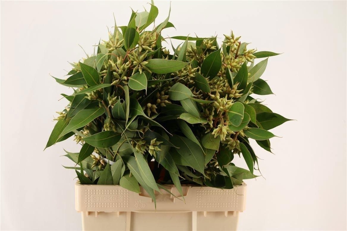 <h4>Euca Robusta Berry Fruits P Bunch</h4>