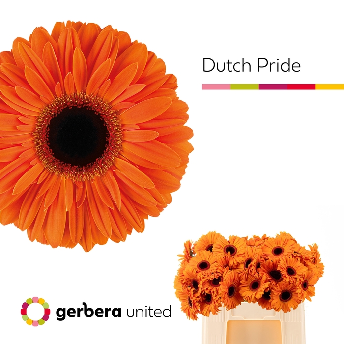 <h4>GE GR DUTCH PRIDE</h4>