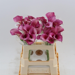 Calla Fantasia