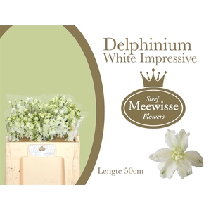 Delphinium Impressive White