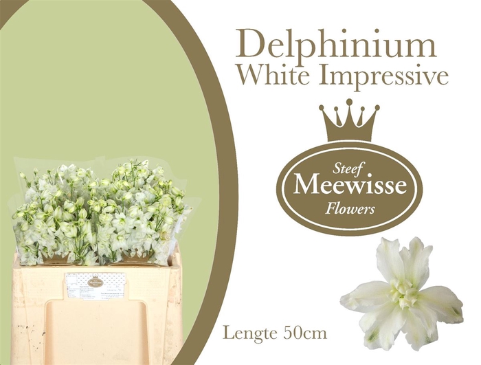 Delphinium Impressive White