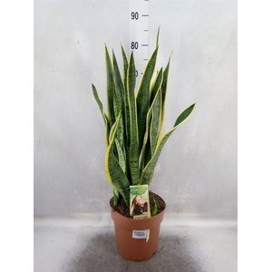 Sansevieria trifa. 'Laurentii'