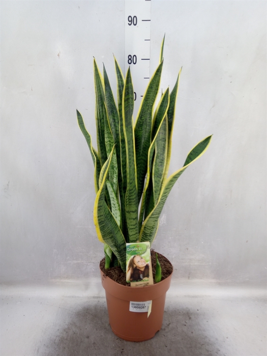 <h4>Sansevieria trifa. 'Laurentii'</h4>