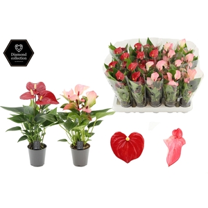 Anthurium 6 cm 2 color mix in transparant sleeve