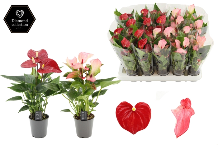 <h4>Anthurium 6 cm 2 color mix in transparant sleeve</h4>