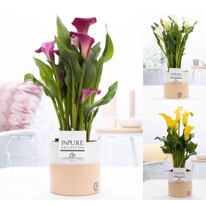 Zantedeschia mix in P&PURE Rosy ceramics