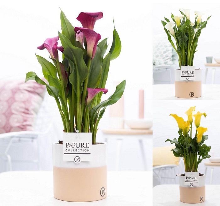 <h4>Zantedeschia mix in P&PURE Rosy ceramics</h4>