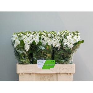 MATTH CENTUM WHITE