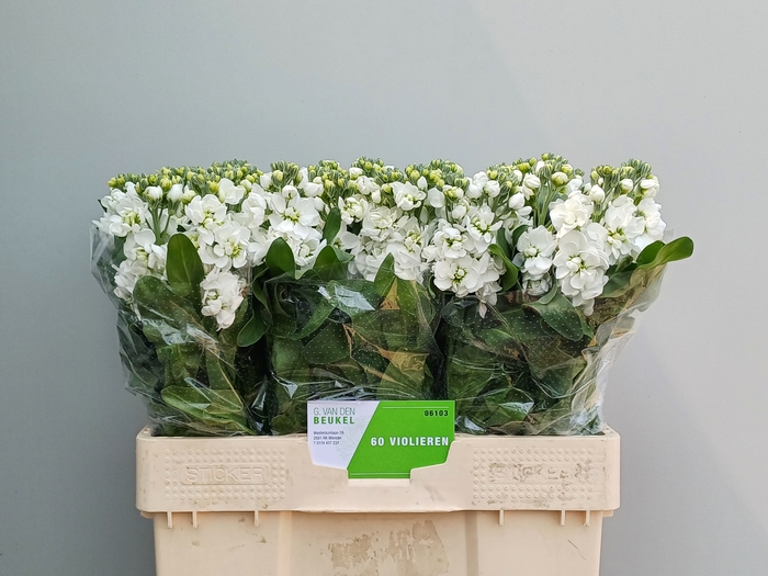 <h4>MATTH CENTUM WHITE</h4>