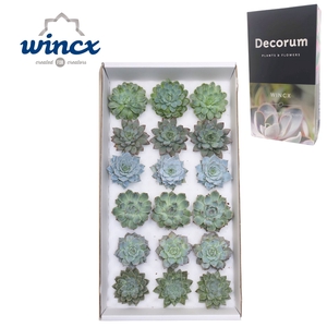 Echeveria Aqua Mix (wincx) Cutflower Wincx-8cm