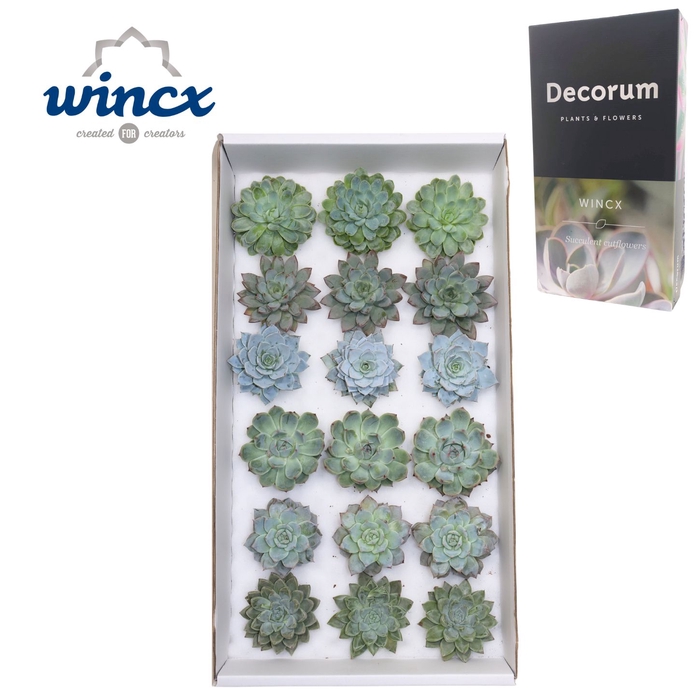 <h4>Echeveria Aqua Mix (wincx) Cutflower Wincx-8cm</h4>