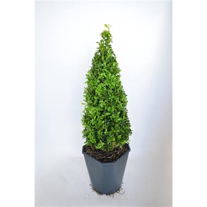 Buxus sempervirens 50-55cm Piramide