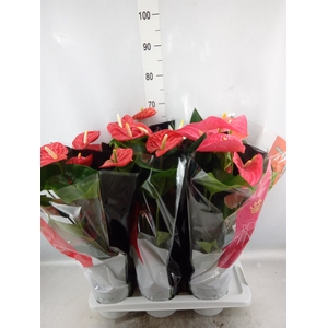 Anthurium   ...mix