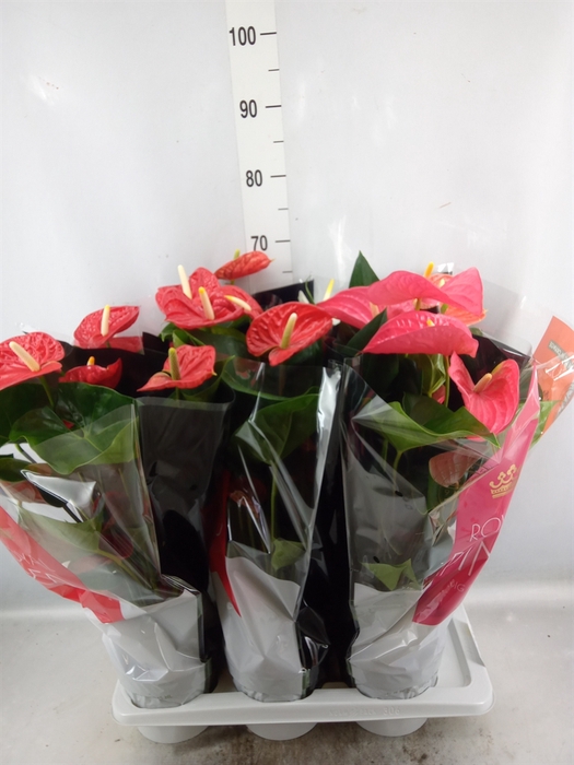 Anthurium   ...mix