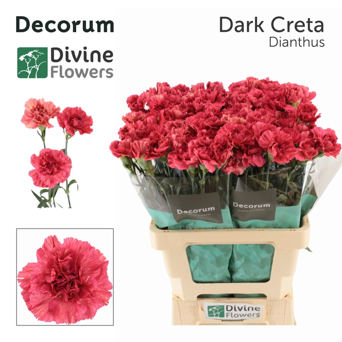 <h4>DI ST CRETA DARK</h4>