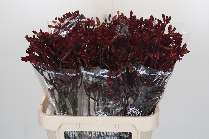 <h4>Anigozanthos Early Spring</h4>