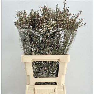 Genista Heidebrem Painted White