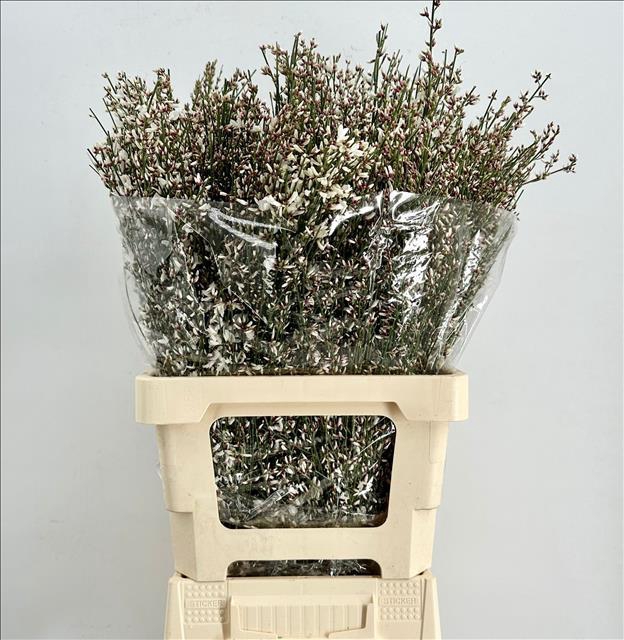 <h4>Genista Heidebrem White</h4>