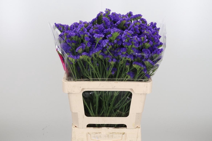 <h4>Lim S Cryst Dark Blu</h4>