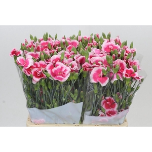 Dianthus Sp Symply Cherry