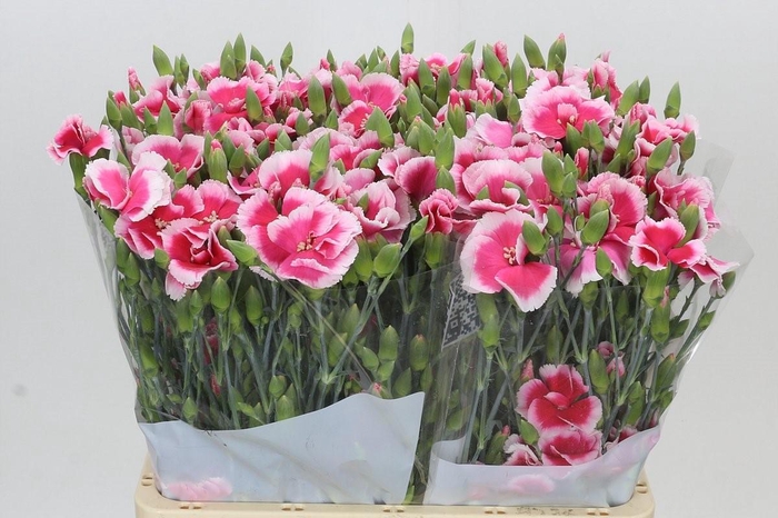 <h4>Dianthus Sp Symply Cherry</h4>
