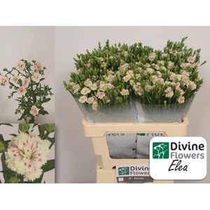 DIANTHUS  'RAFFINE ELEA'