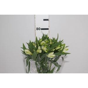 ALSTROEMERIA AKEMI 080 CM