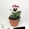 Viola wr. 'Delta White wRose Wing'