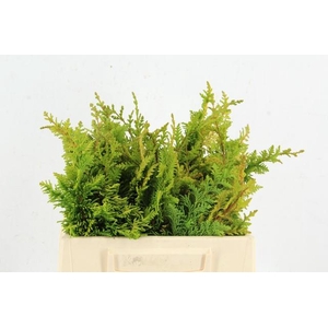 CONIFEER TETRAGONA PER BUNCH