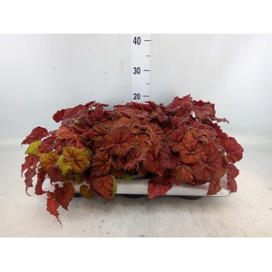 Begonia BD 'Beleaf Amber Love'