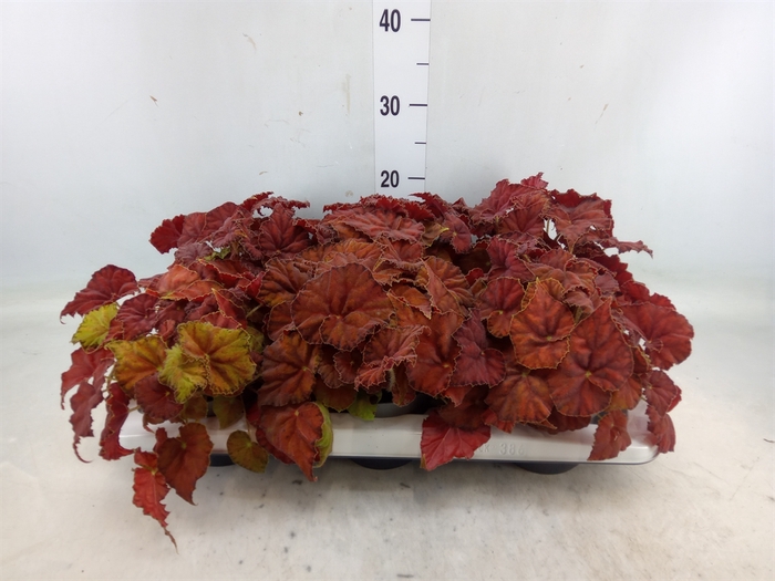 <h4>Begonia BD 'Beleaf Amber Love'</h4>