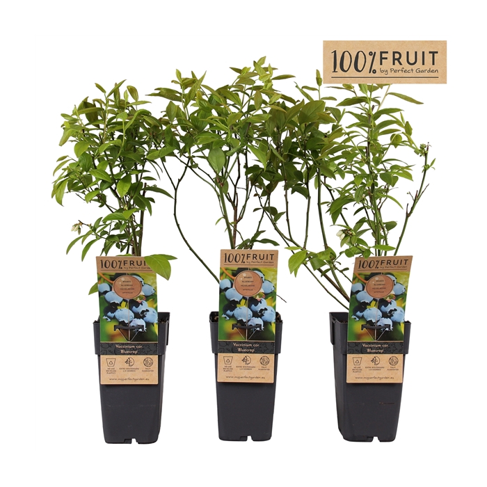 <h4>Vaccinium corymbosum Bluecrop P15</h4>