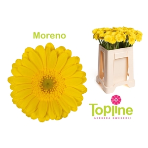 GE MI MORENO